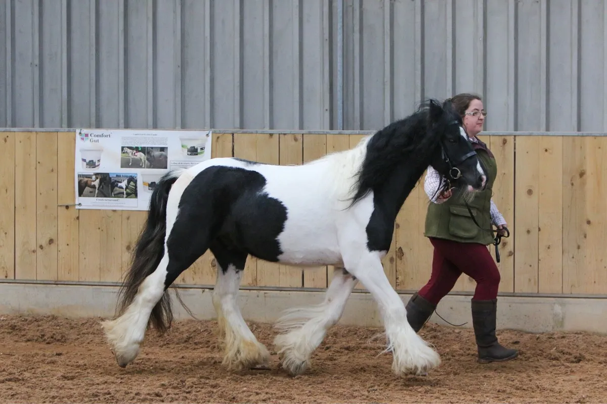 Cob - Image 1