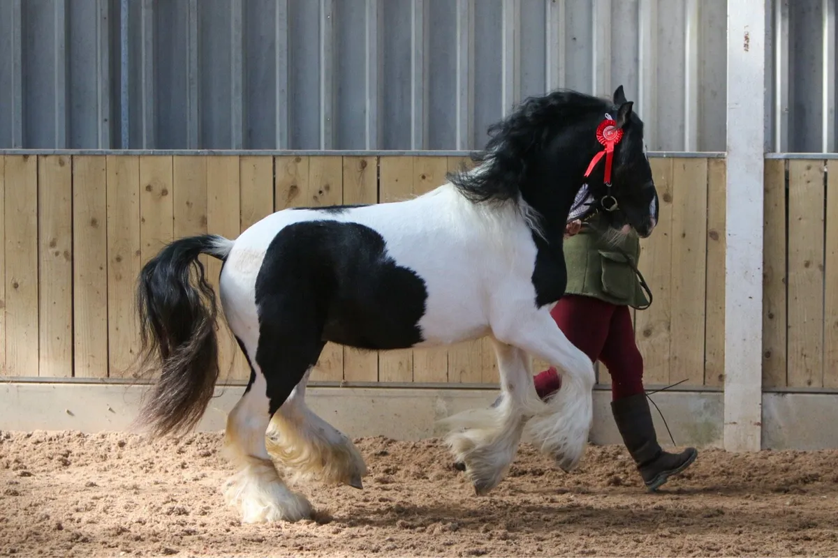 Cob - Image 3