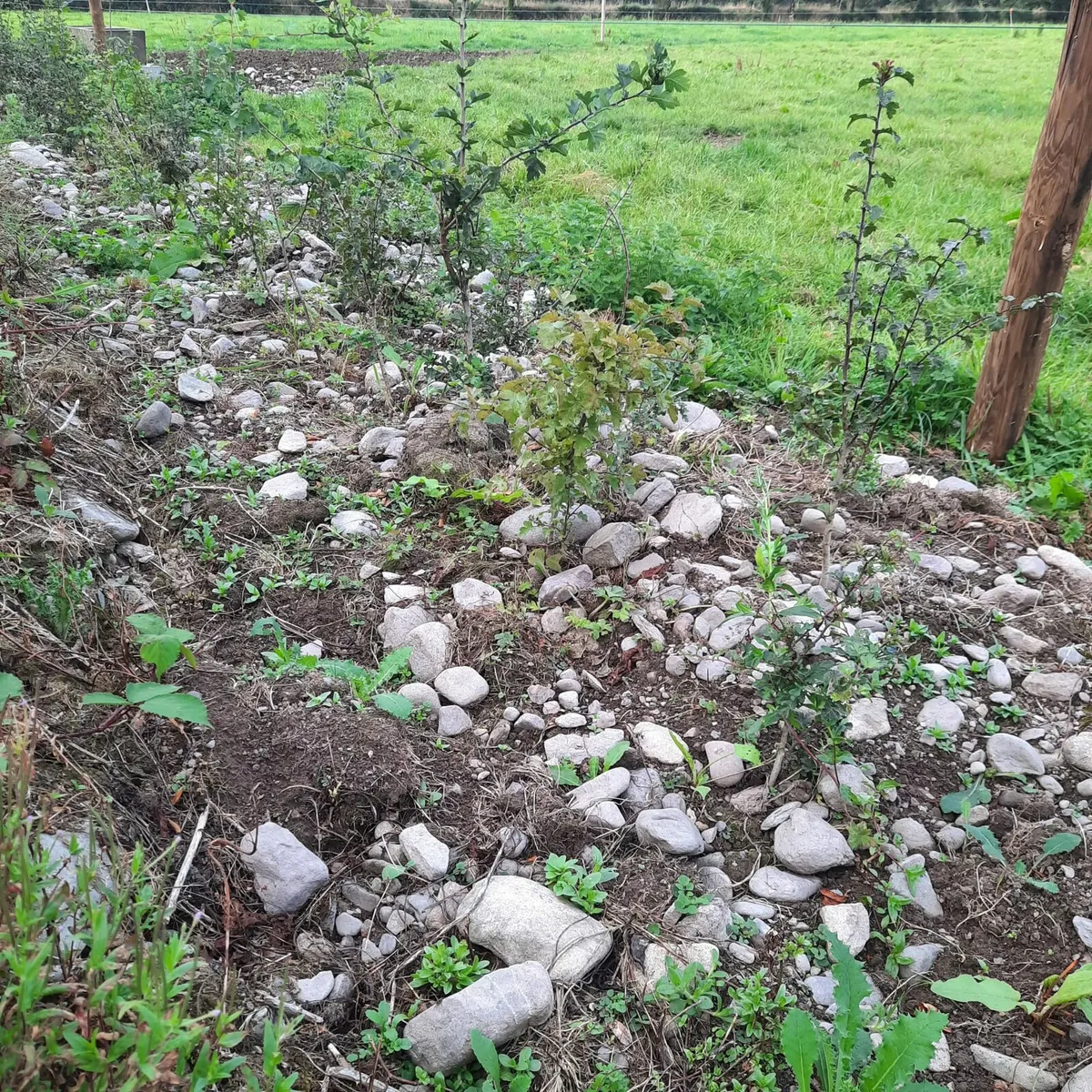 Whitethorn and hedging for sale - Image 2