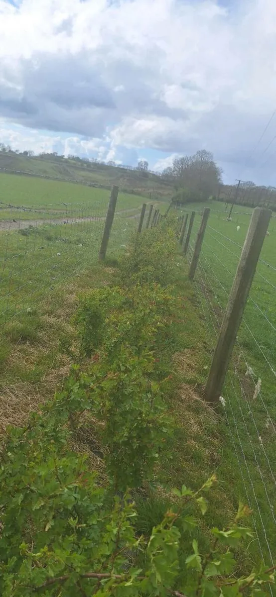 Whitethorn and hedging for sale - Image 4