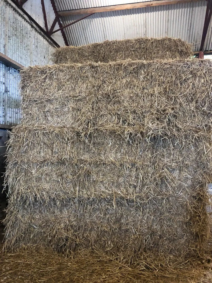 Big Square Bales Wheaten Straw - Image 1