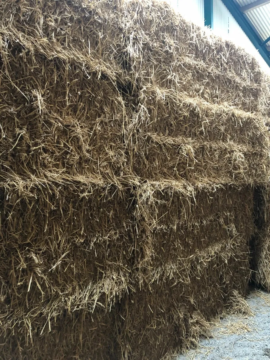 Big Square Bales Wheaten Straw - Image 2