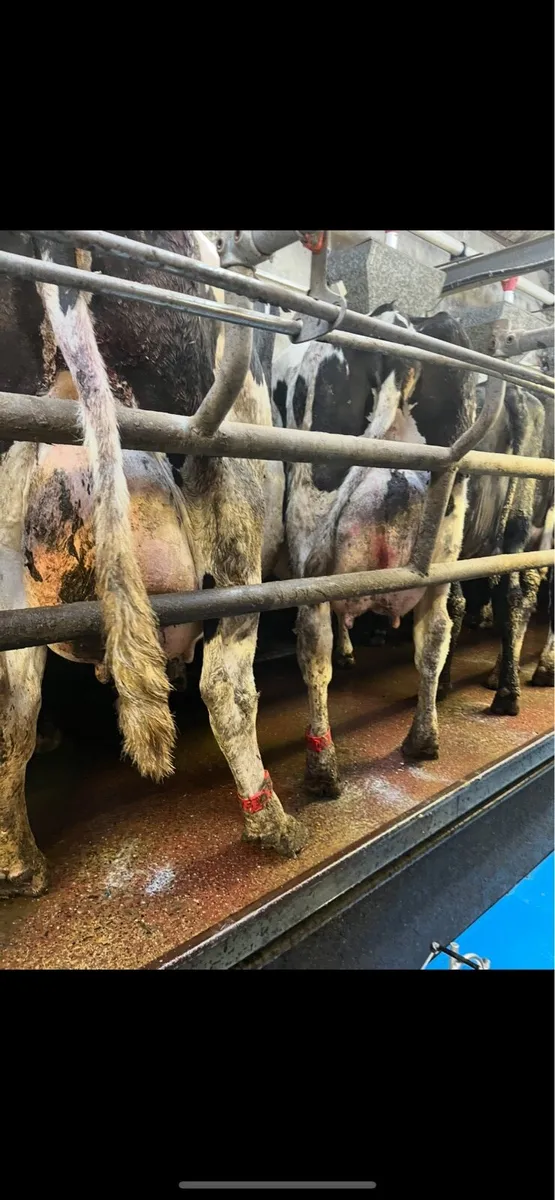 Empty young cows
