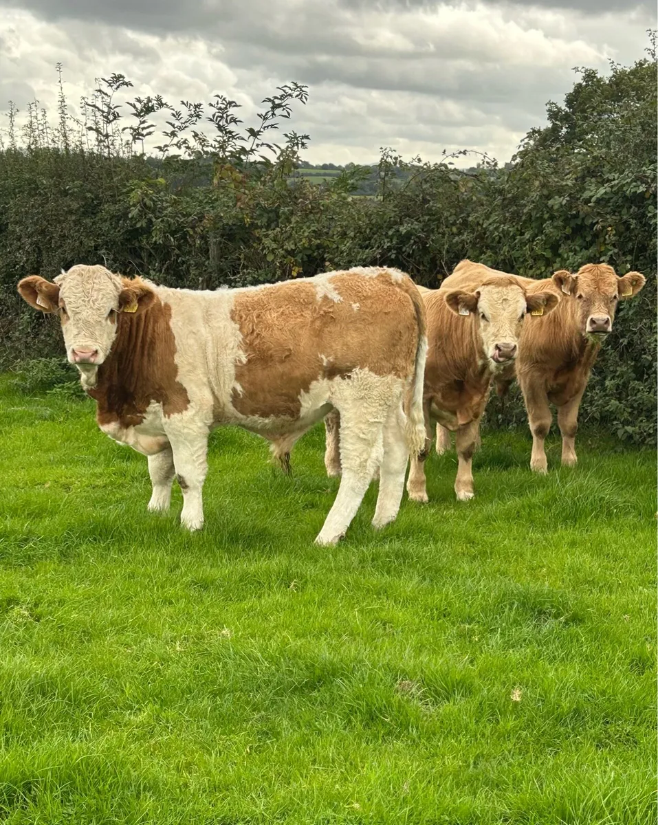 Weanlings For Sale - Image 1