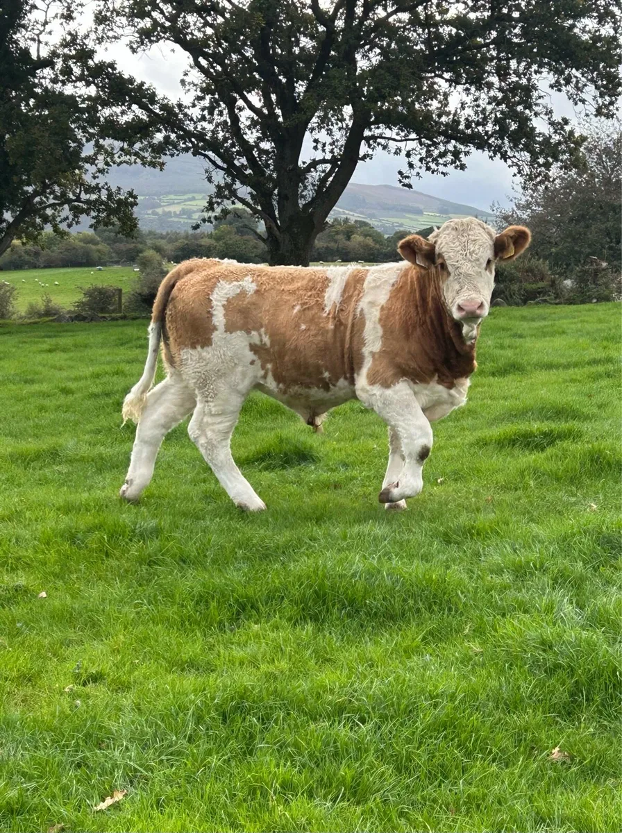 Weanlings For Sale - Image 2