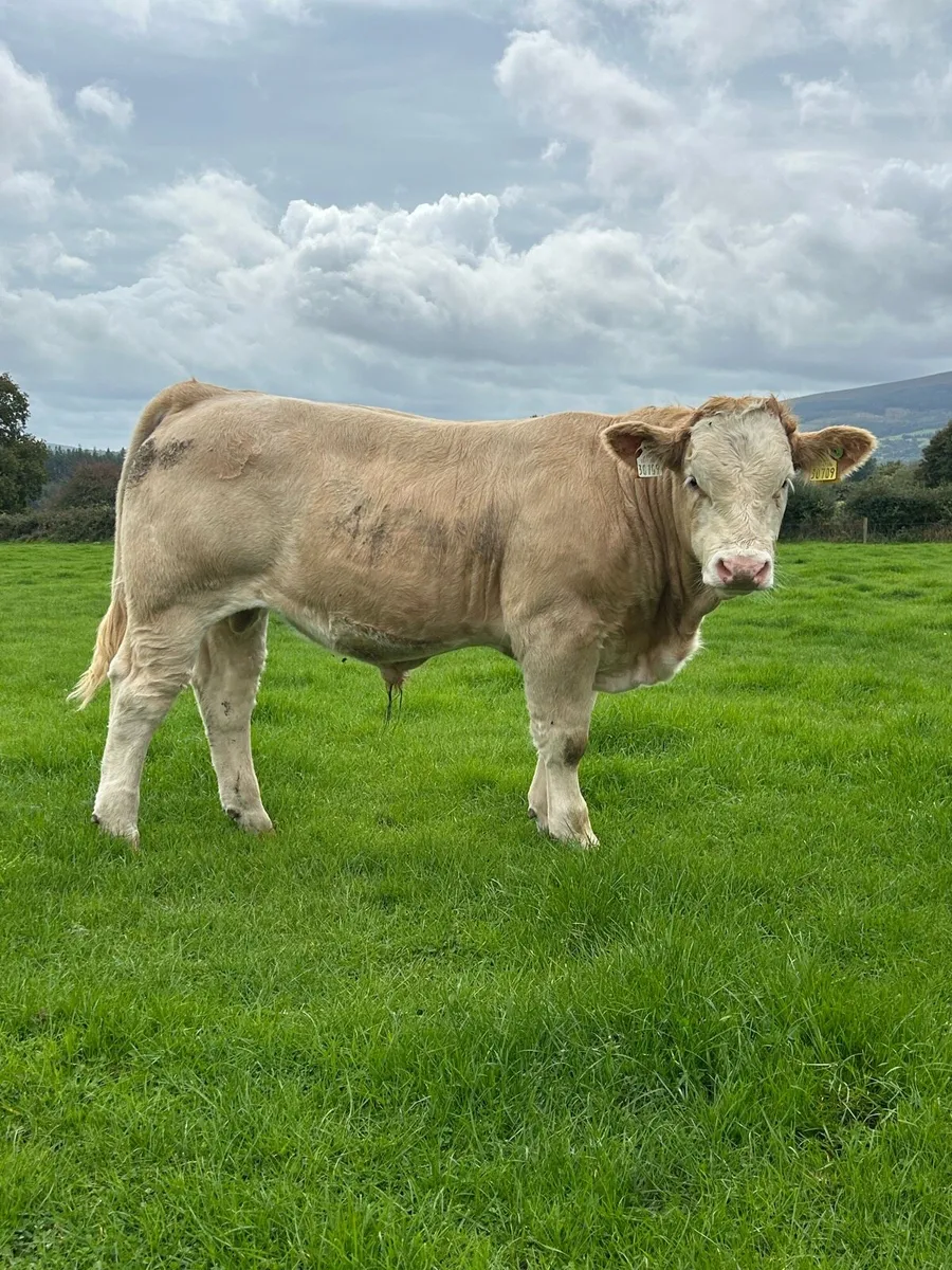 Weanlings For Sale - Image 3