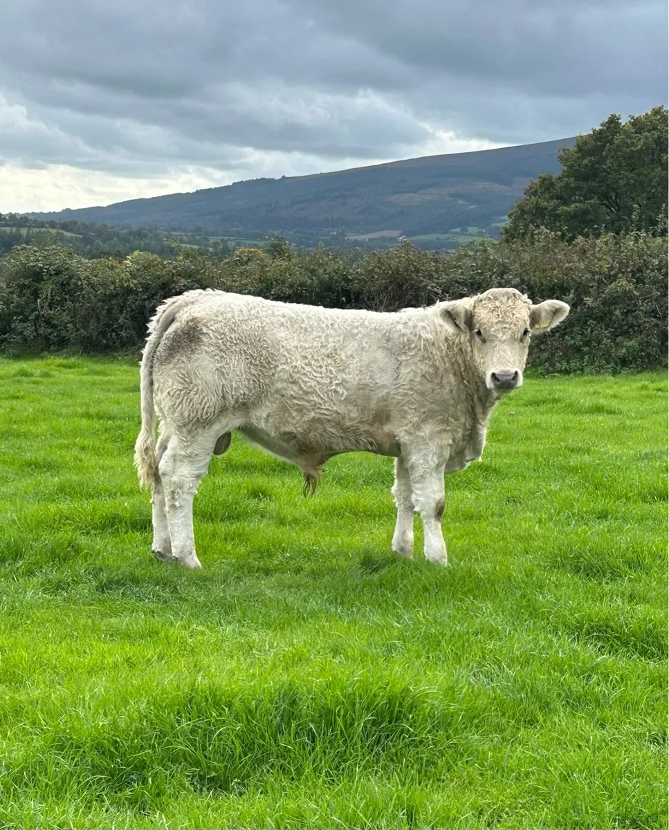 Weanlings For Sale - Image 4