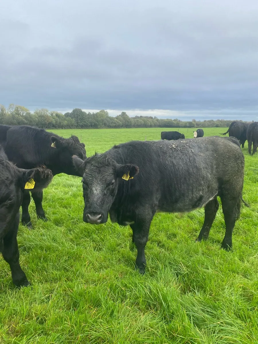 Organic Bullocks - Image 1