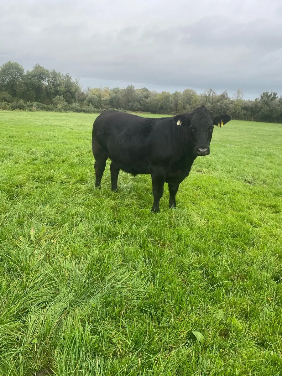 Organic Bullocks - Image 2