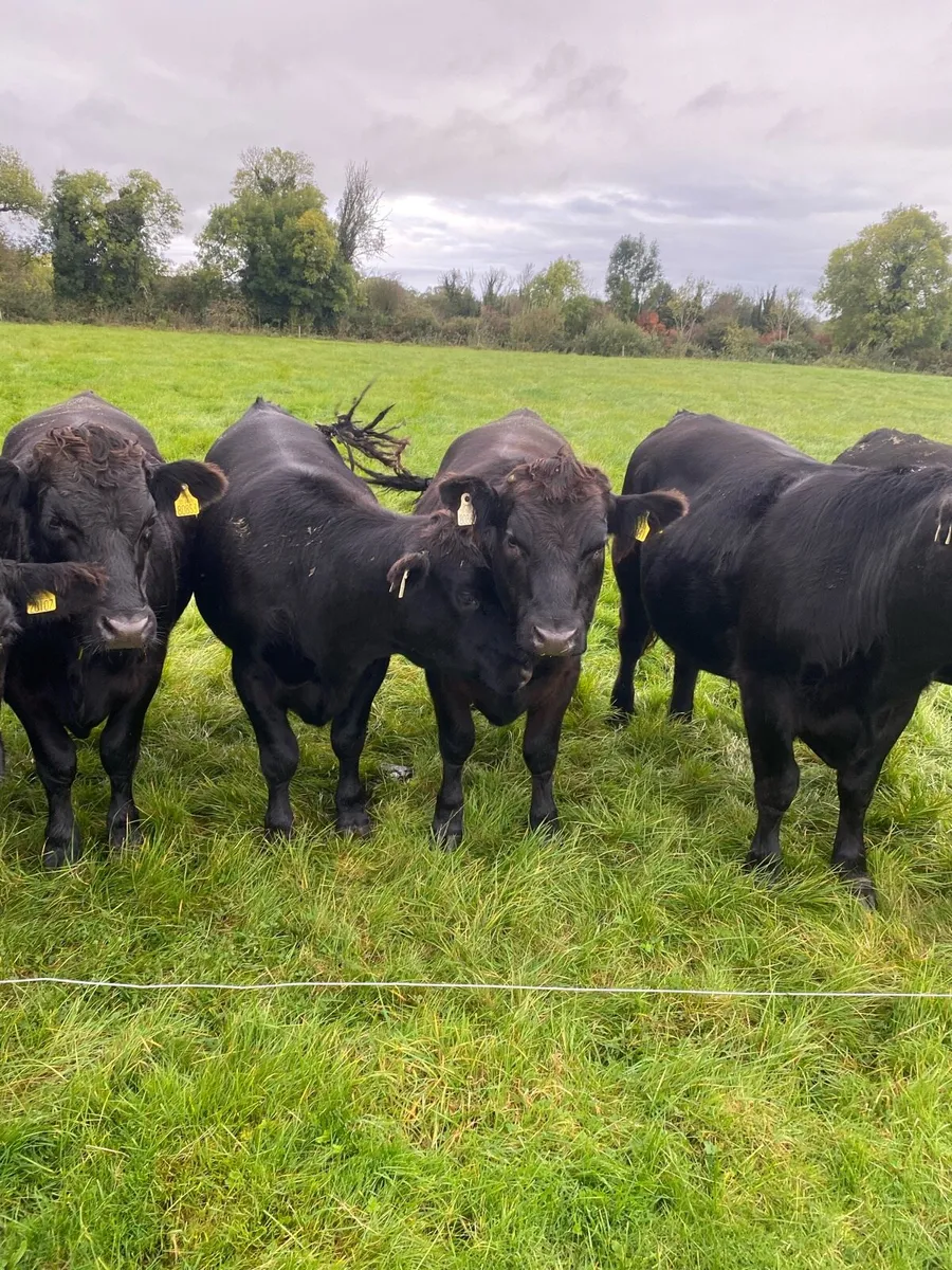 Organic Bullocks - Image 3