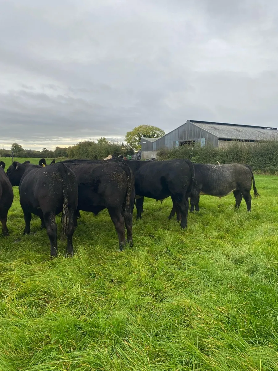 Organic Bullocks - Image 4