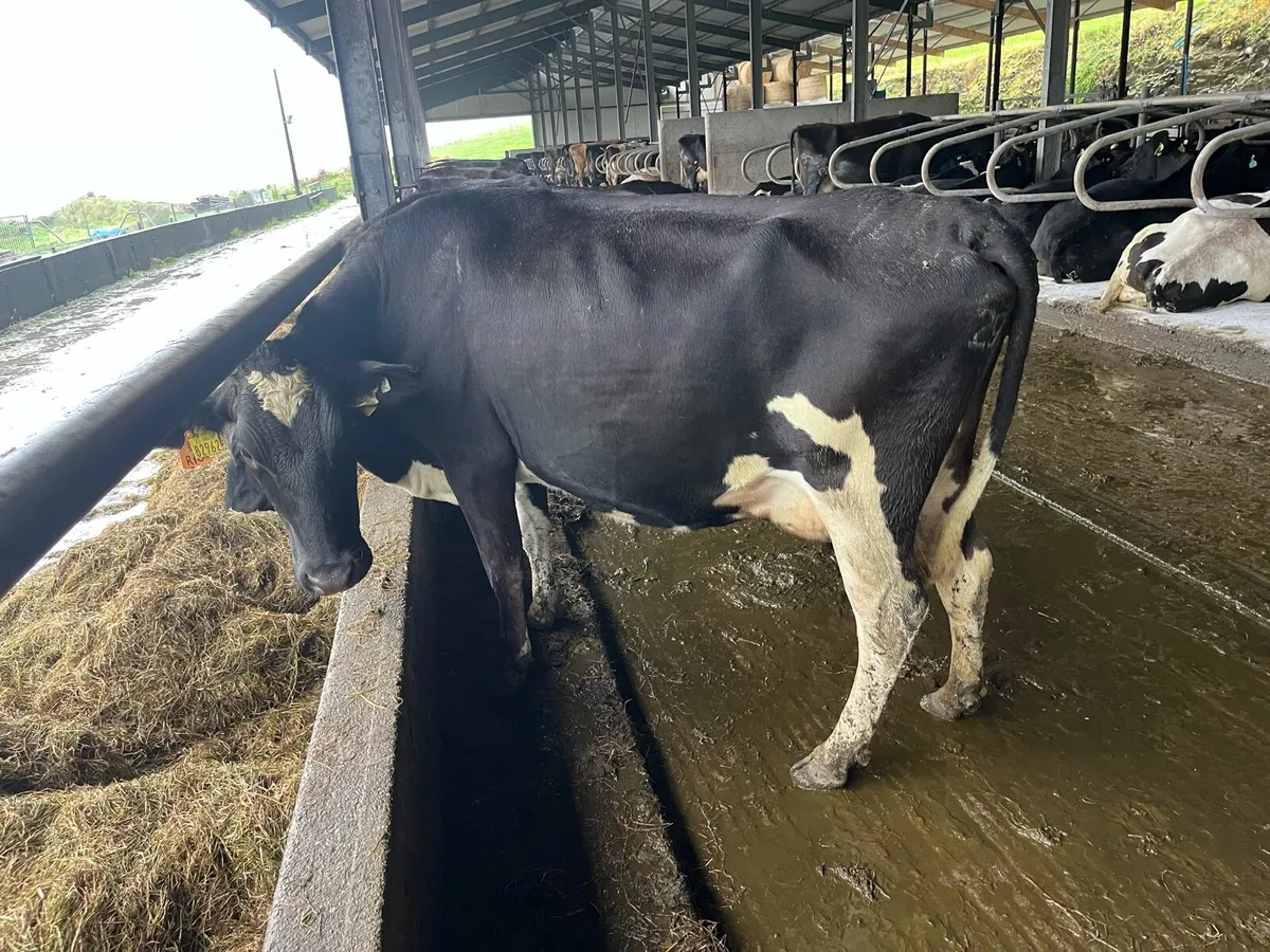 Young Empty Cows - Image 1