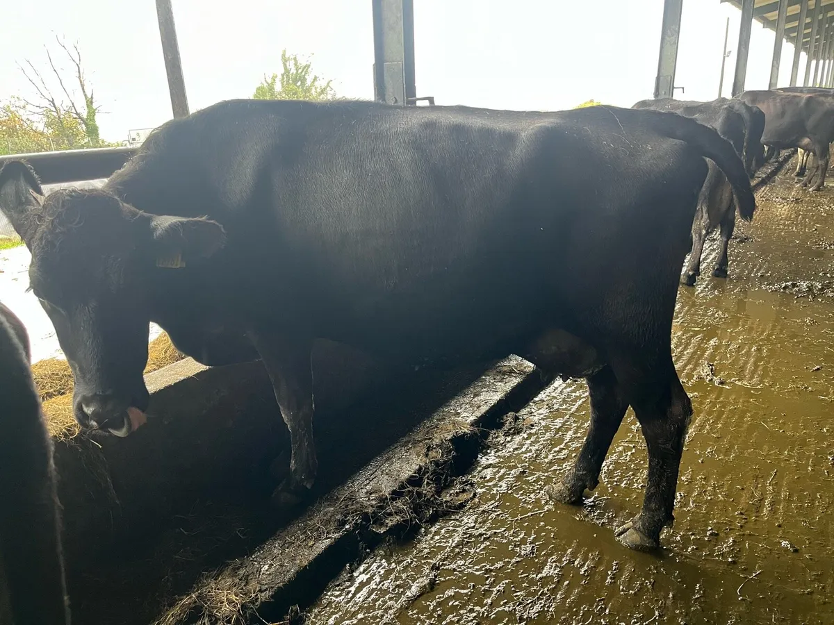 Young Empty Cows - Image 2