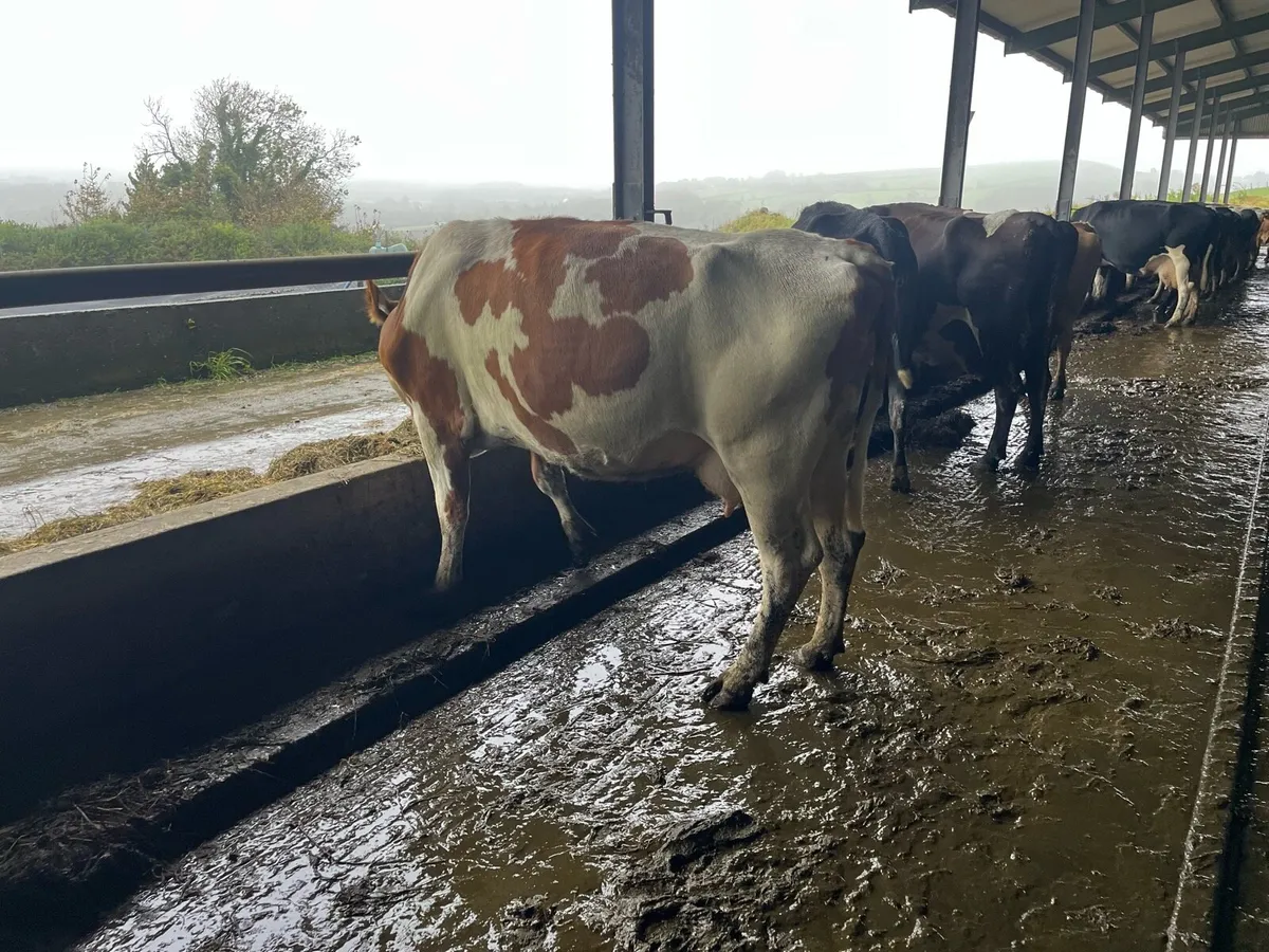 Young Empty Cows - Image 4