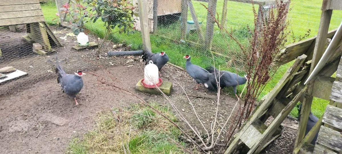 Blue eared pheasants - Image 1