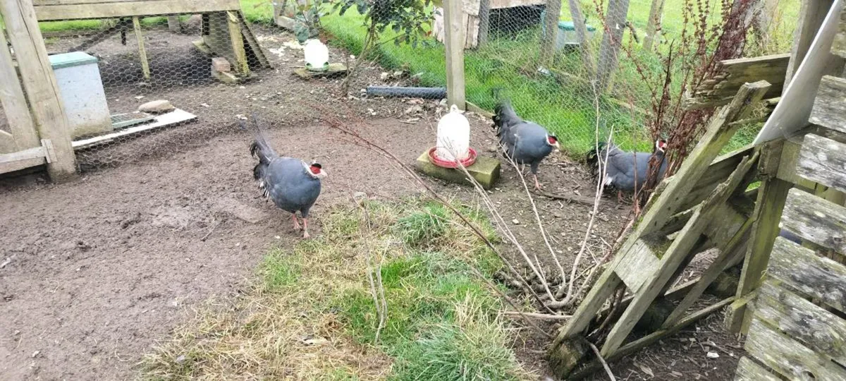 Blue eared pheasants - Image 2