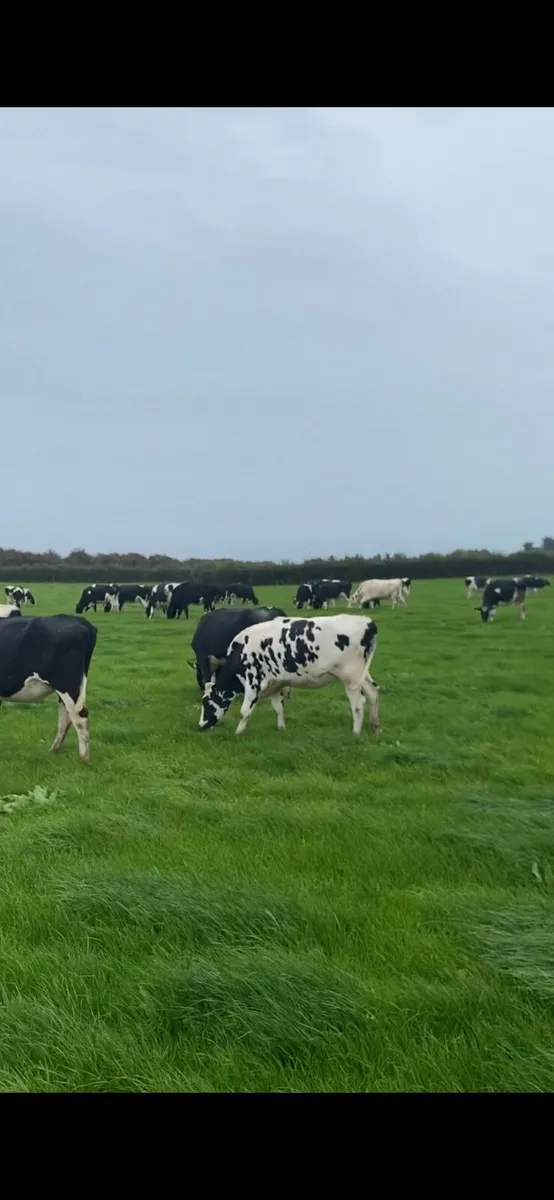Pedigree Incalf heifers
