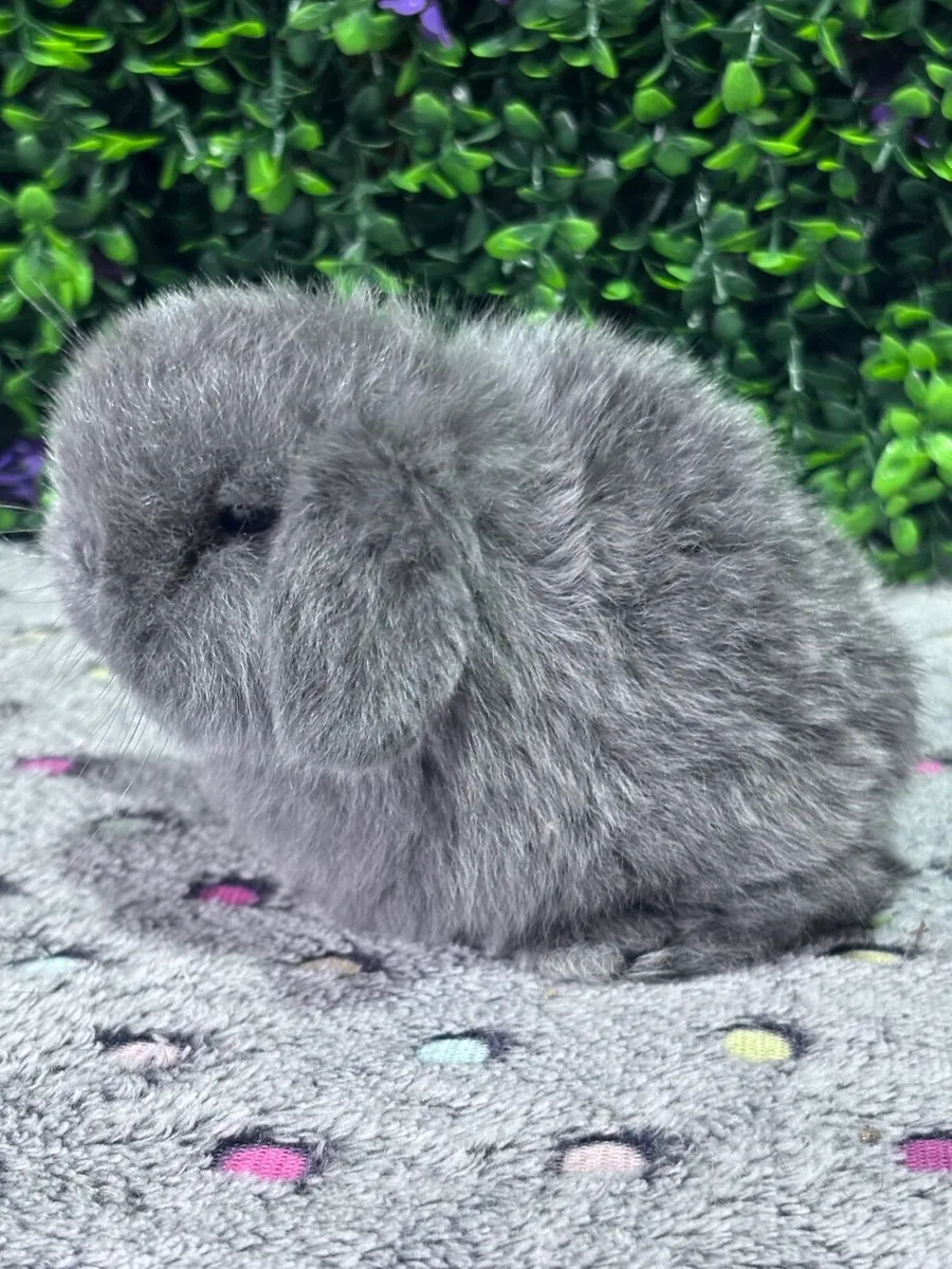 Pedigree mini lops (pictures of parents-N/A) - Image 4