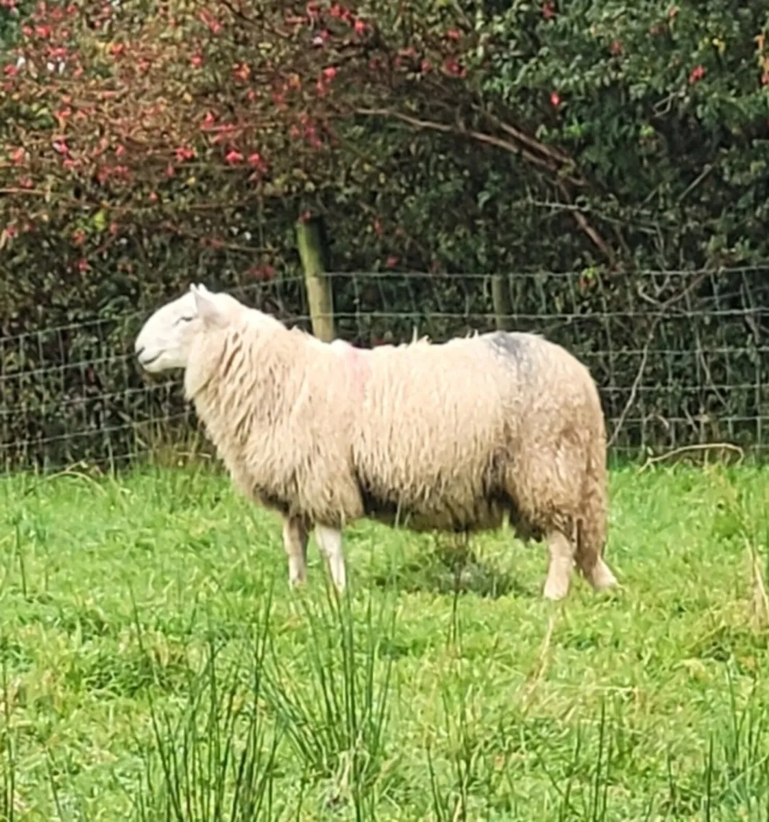 Cheviot Ram Lambs - Image 1