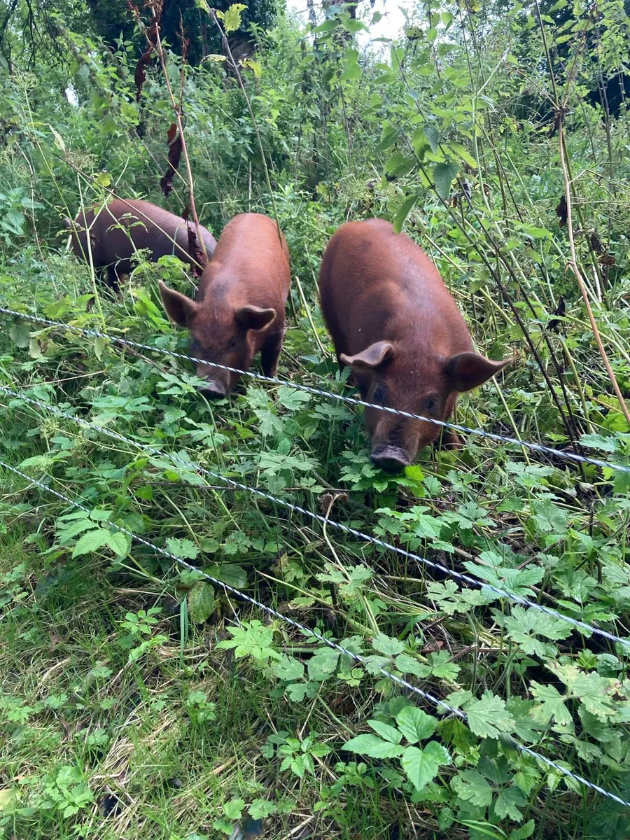 Free range Duroc Pig Meat (hams & meat boxes) - Image 1
