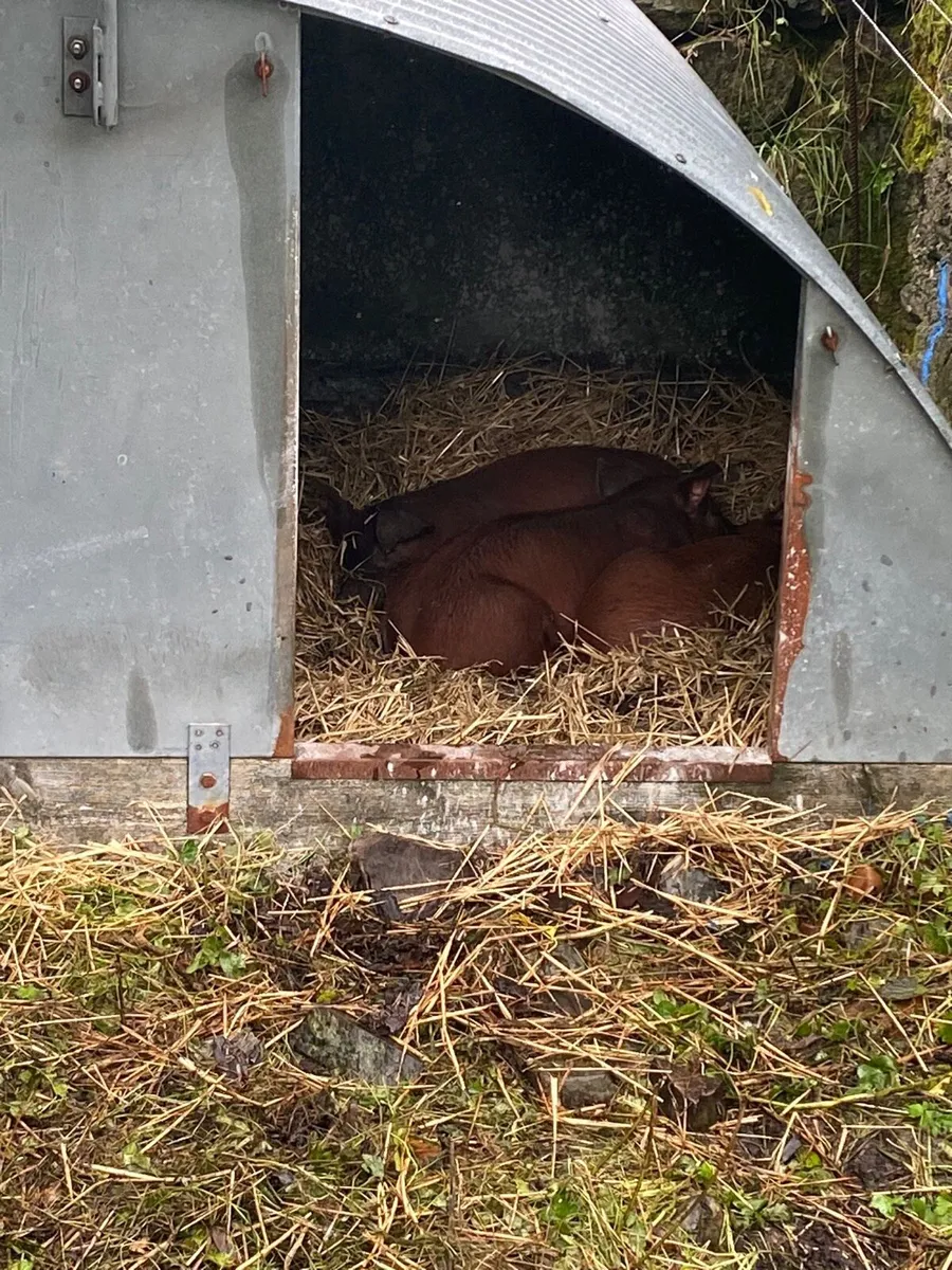 Free range Duroc Pig Meat (hams & meat boxes) - Image 3