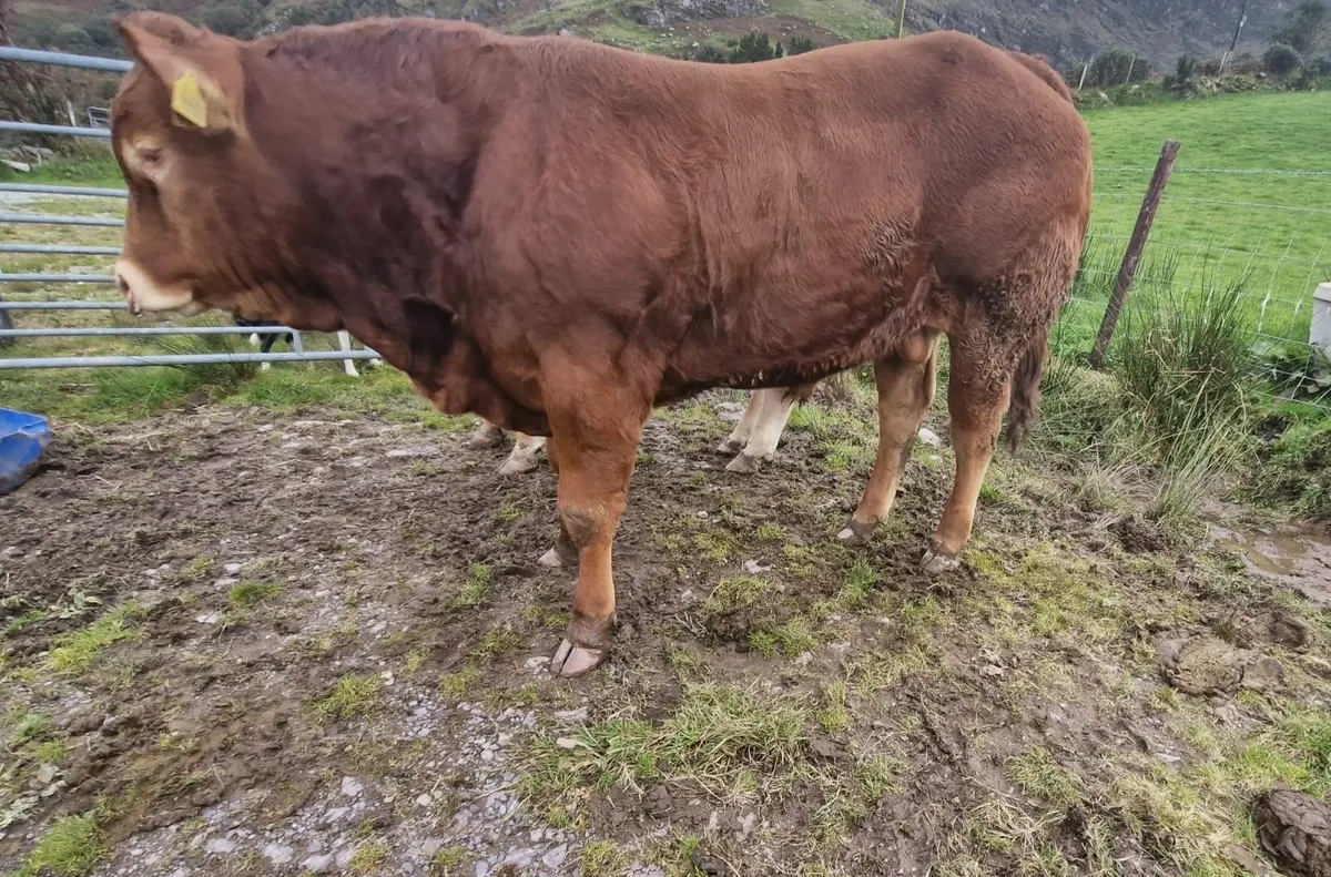 Pedigree Limousin Bulls 4 & 5 ⭐⭐⭐⭐⭐ - Image 2