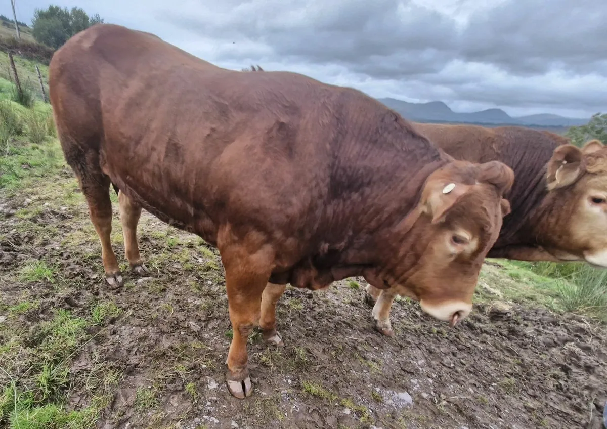 Pedigree Limousin Bulls 4 & 5 ⭐⭐⭐⭐⭐ - Image 1