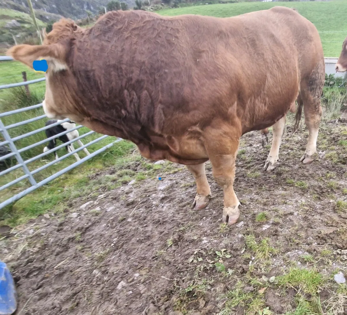 Pedigree Limousin Bulls 4 & 5 ⭐⭐⭐⭐⭐ - Image 3