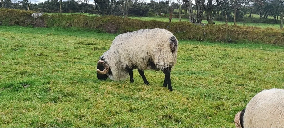 SIS Hoggett Ram - Image 3