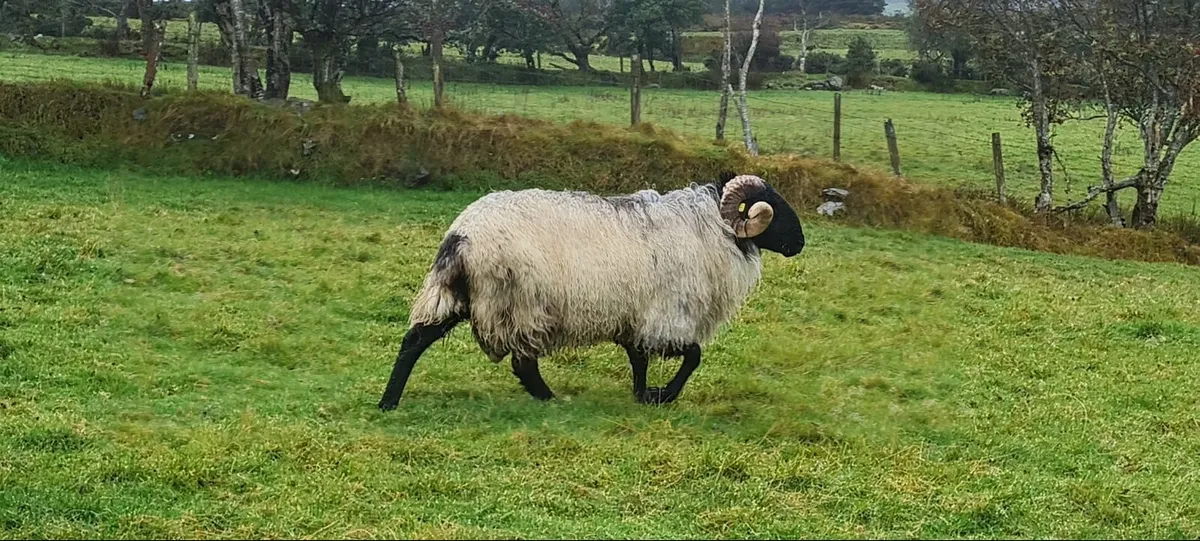 SIS Hoggett Ram - Image 1