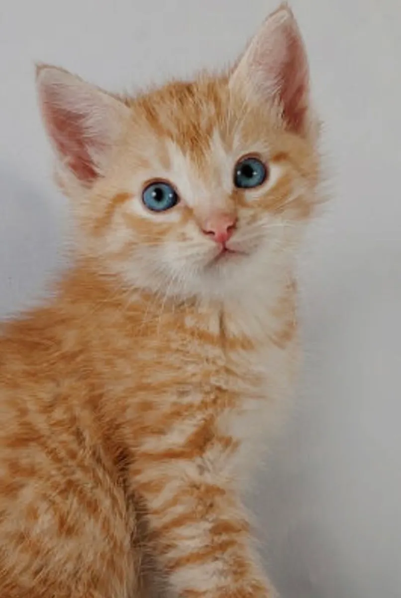 WANTED GINGER KITTEN