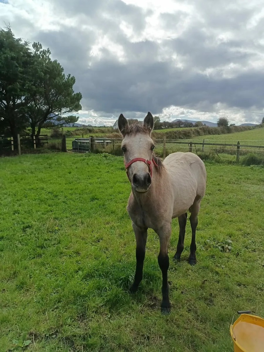Connemara colt foal - Image 2