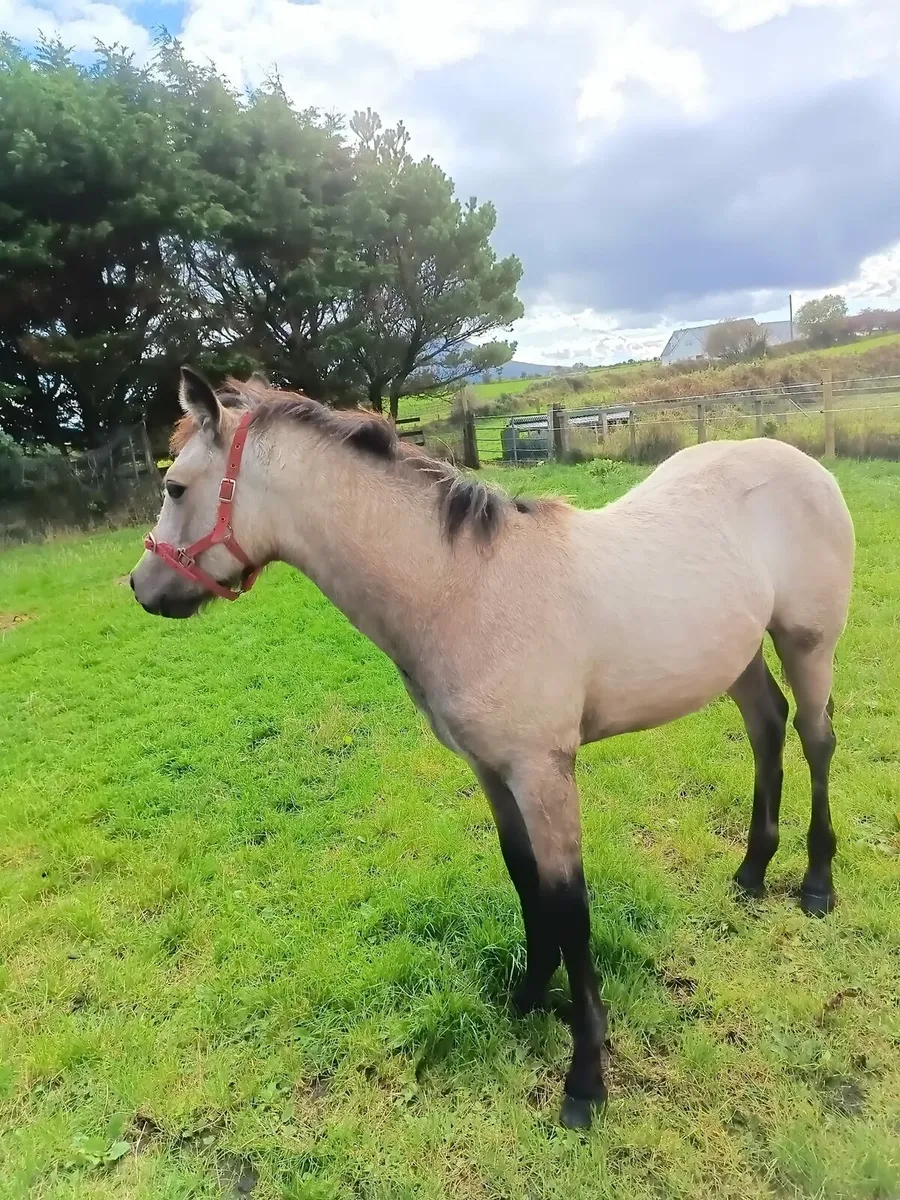 Connemara colt foal - Image 3