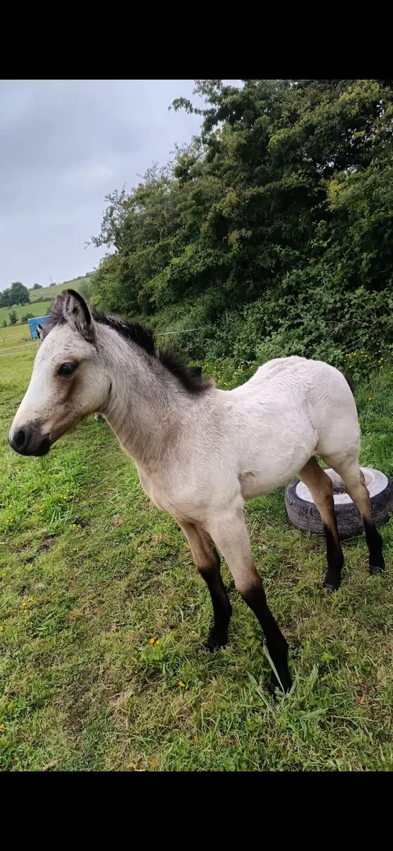 Connemara colt foal - Image 1