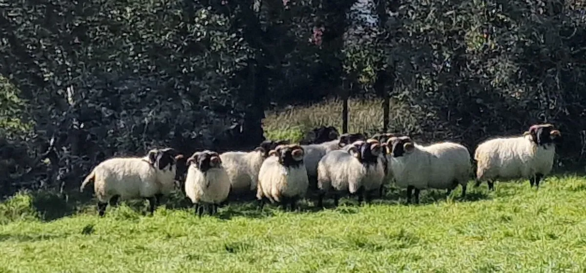 Blackfaced mountain hogget and aged rams - Image 1