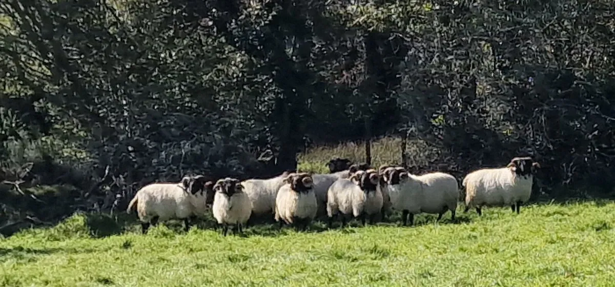 Blackfaced mountain hogget and aged rams - Image 2