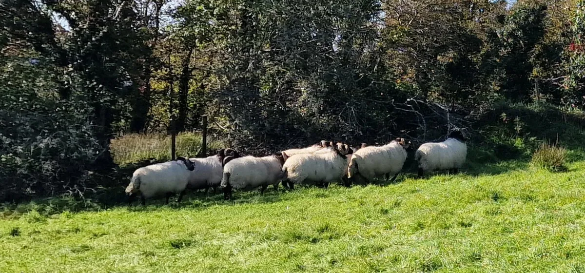 Blackfaced mountain hogget and aged rams - Image 3