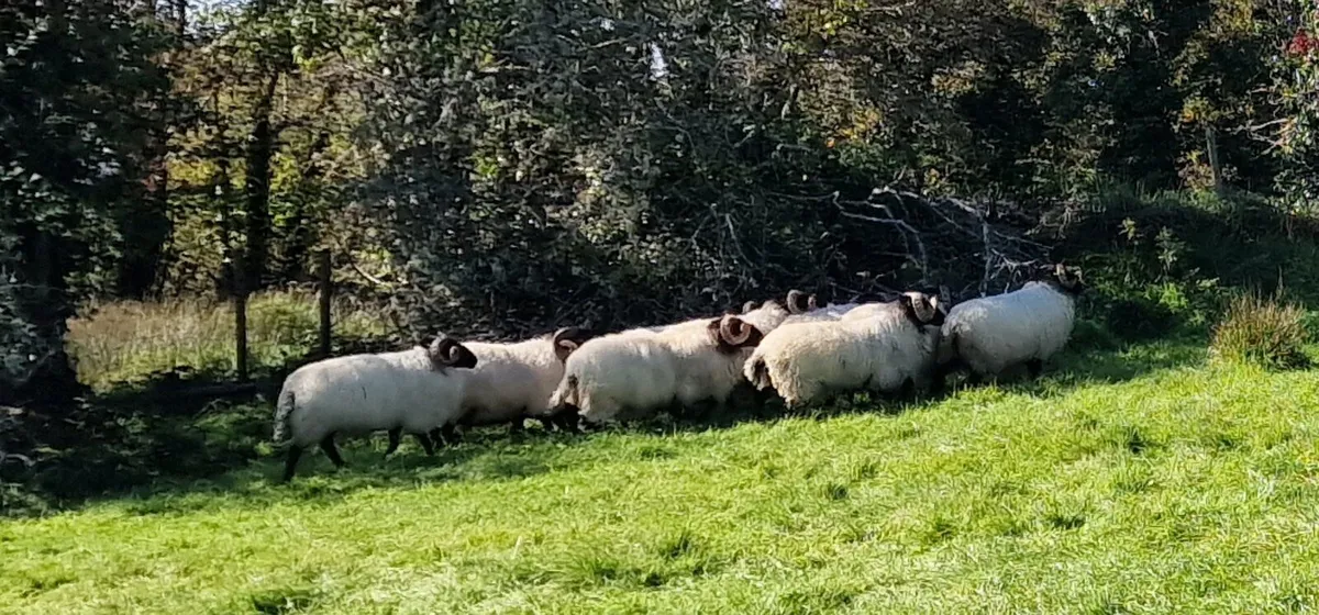 Blackfaced mountain hogget and aged rams - Image 4