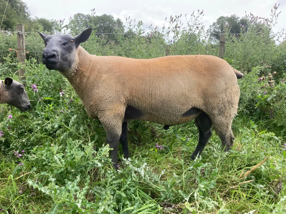 Bleu du Maine ram lamb - Image 2