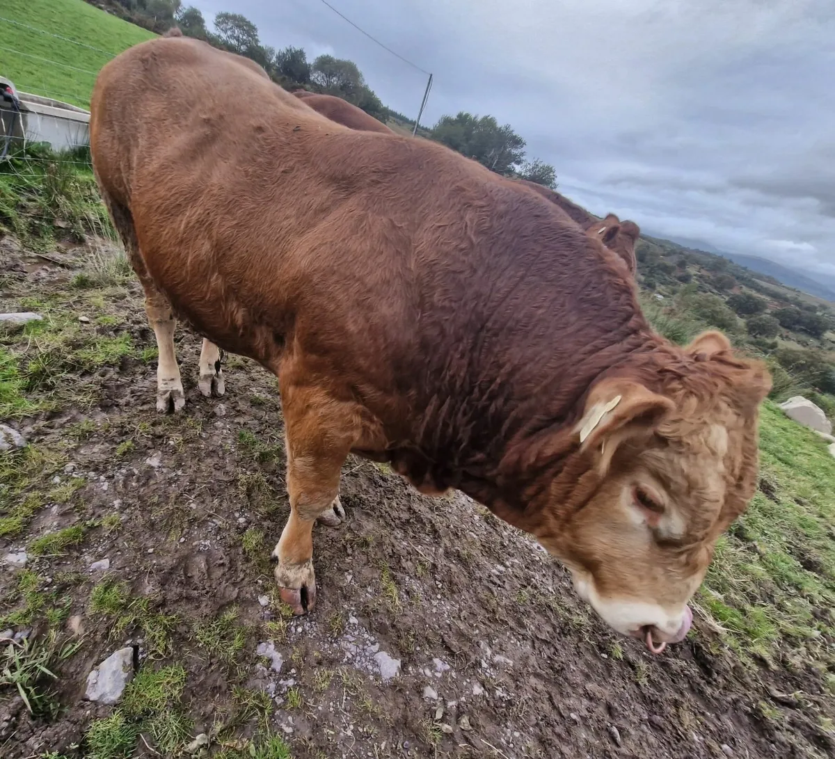 Pedigree Limousin Bulls 4 & 5 ⭐⭐⭐⭐⭐ - Image 4