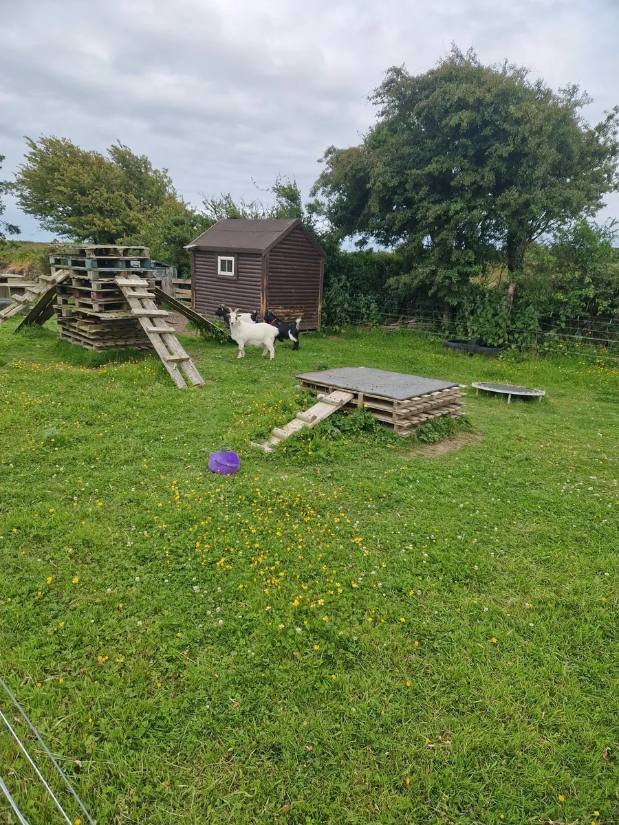Pigmy goats - Image 1