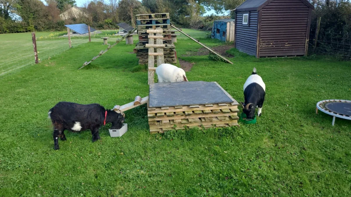 Pigmy goats - Image 2