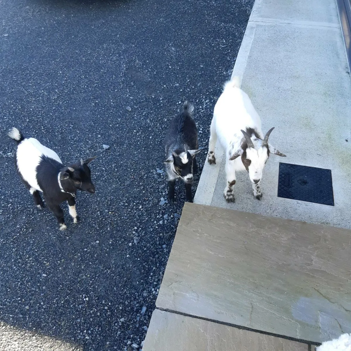 Pigmy goats - Image 4