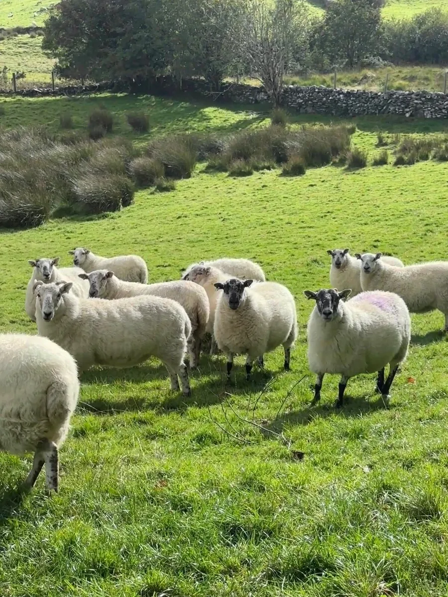 Cheviot cross breed ewes - Image 1