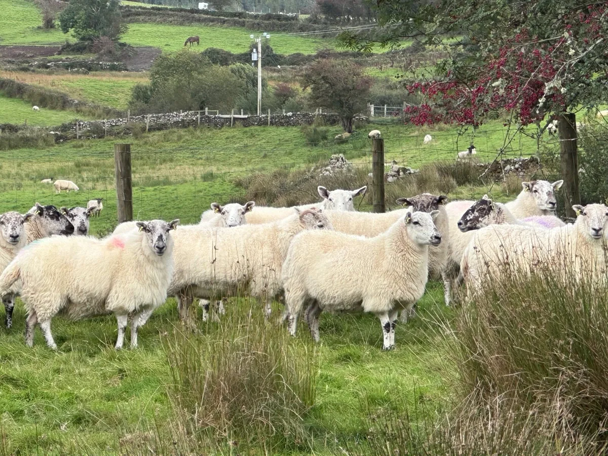 Cheviot cross breed ewes - Image 2