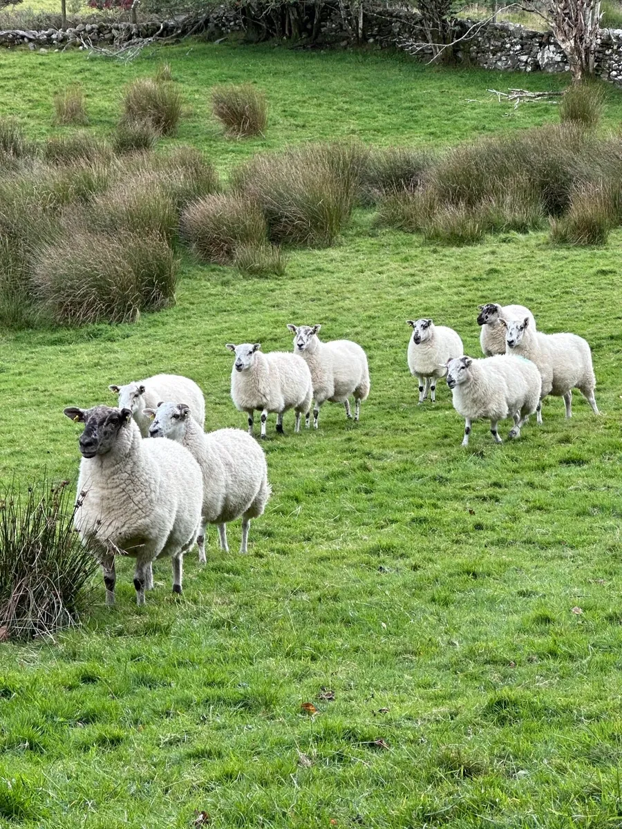 Cheviot cross breed ewes - Image 3