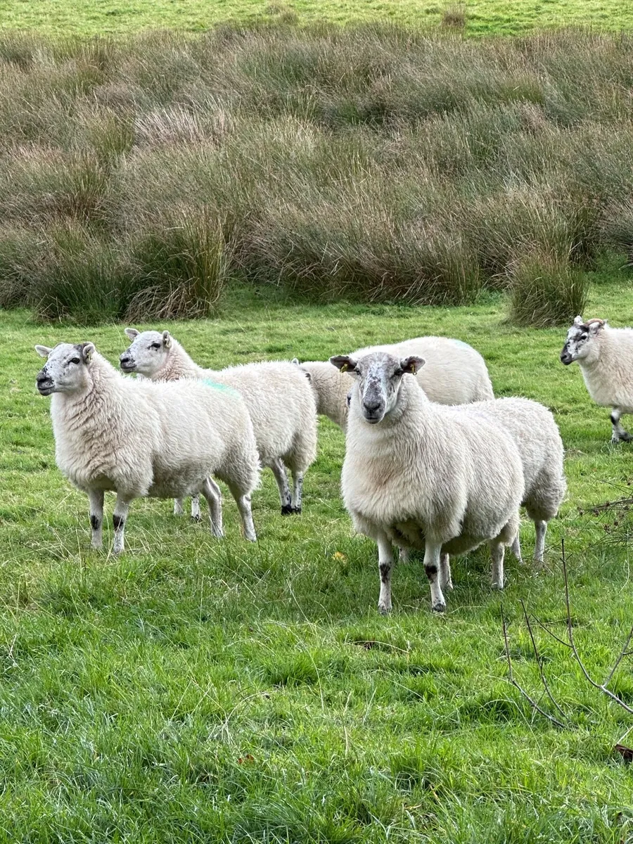 Cheviot cross breed ewes - Image 4