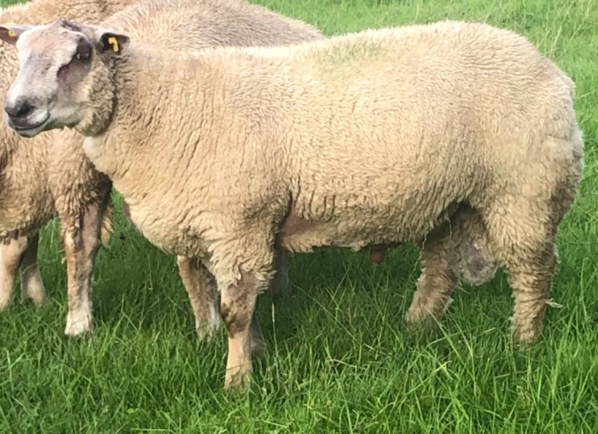 Charollais Ram Lamb - Image 1