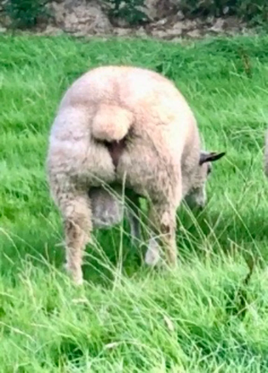 Charollais Ram Lamb - Image 2