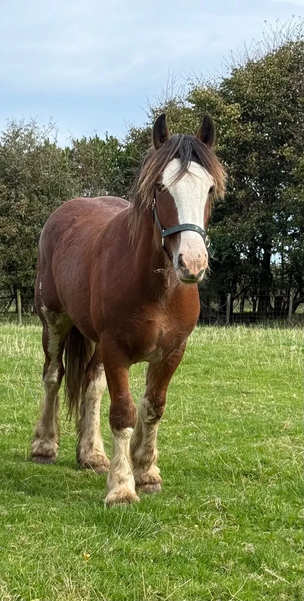 Cob colt - Image 1